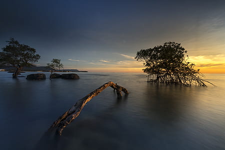ocean with trees and rocks during golden time thumbnail