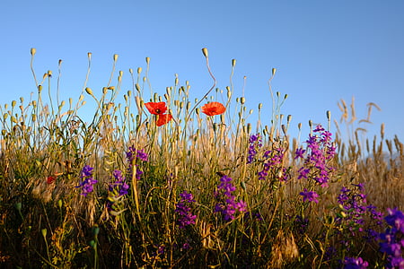 purple and red flowers under clear blue sky thumbnail