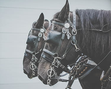 two horses near wall thumbnail