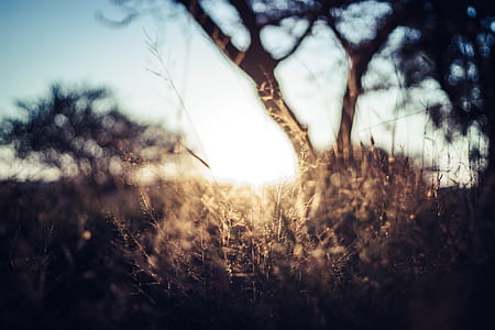 brown grass near tree under clear skies thumbnail