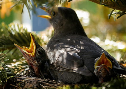 selective focus photo of clay thrush with fledglings on nest thumbnail