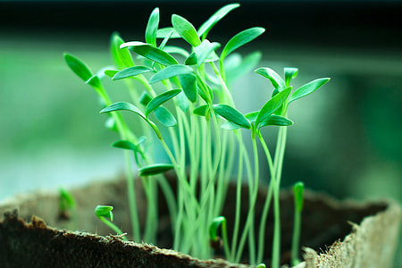 close-up photgraphy of green leaf plant during daytime thumbnail