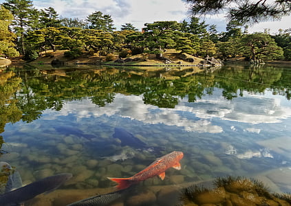 red and black koi fish on pond thumbnail