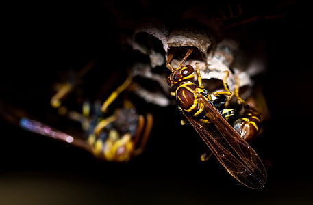yellow and black bee thumbnail