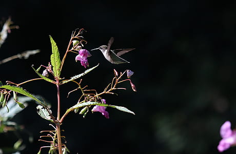 selective focus photo of brown hummingbird near flower thumbnail