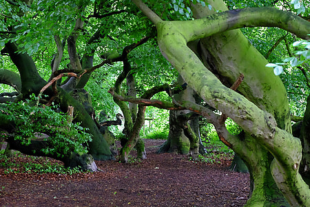 green forest view thumbnail