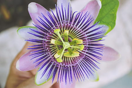 purple passion flower in closeup photography thumbnail
