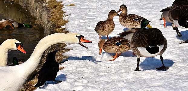 close-up photography of mallard duck and swan thumbnail