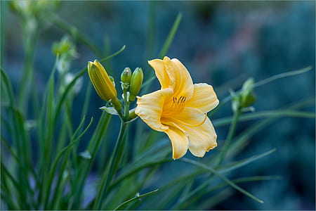selective focus photography of yellow lilies thumbnail