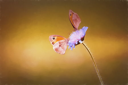 two brown-and-orange butterfly perching on blue flower in close-up photography thumbnail