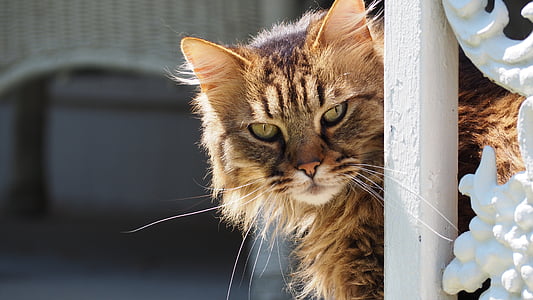 long-fur brown tabby cat looking straight to the camera thumbnail