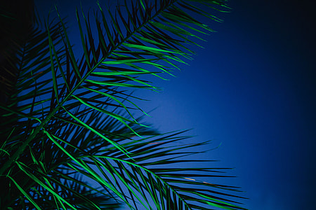 Illuminated palm trees thumbnail