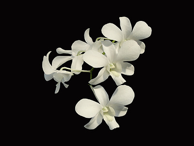 white petaled flowers thumbnail