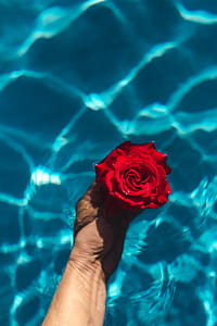 Fresh garden rose on the blue water of a swimming pool on a warm summer day thumbnail