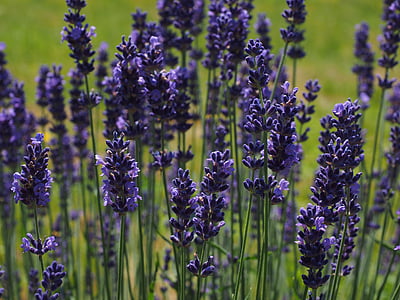 selective focus photography of purple petaled flowers thumbnail