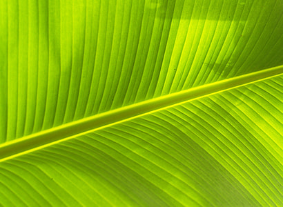 close-up photo leaf thumbnail