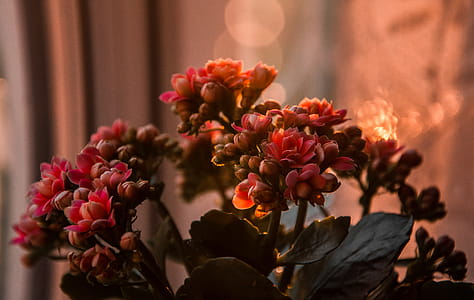 Close-up Photography of Flowers thumbnail