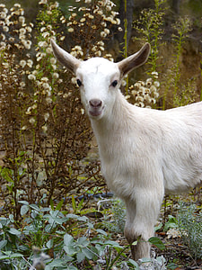 white goat thumbnail