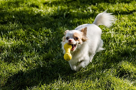 running adult long-coated white and tan Chihuahua biting yellow teether and running over green grass surface thumbnail