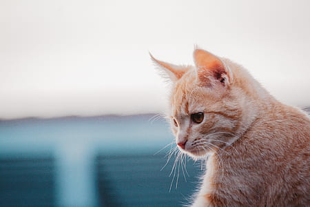 orange tabby cat thumbnail