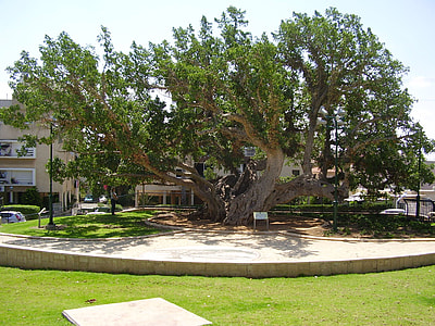The old Sycamore tree in Netanya, Israel thumbnail