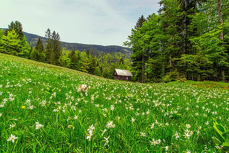 white flower field during daytime thumbnail