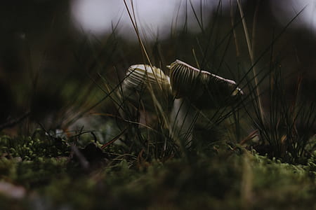 mushrooms in shallow photography thumbnail