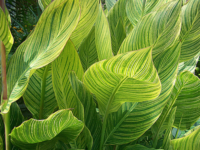 photography of green leaves during day time thumbnail