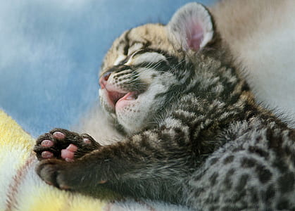 sleeping silver tabby kitten thumbnail