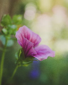 selective focus photography of pink geranium flower thumbnail