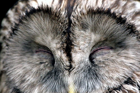 gray owl with closed eyes thumbnail