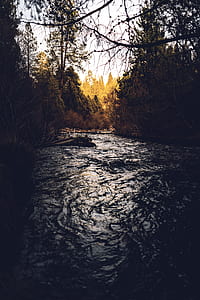 river surrounded by trees thumbnail