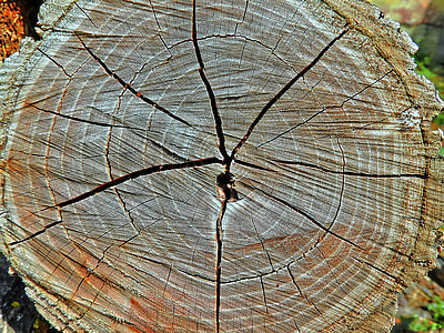 Wooden Structure, Wood Grain thumbnail