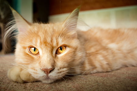 selective focus photograph of orange tabby cat thumbnail