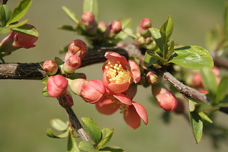 close-up photo of pink petaled flower thumbnail
