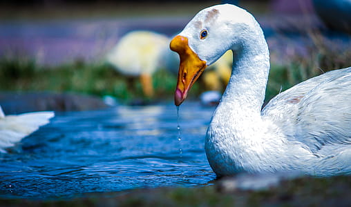 White and Yellow Duck on Body of Water thumbnail