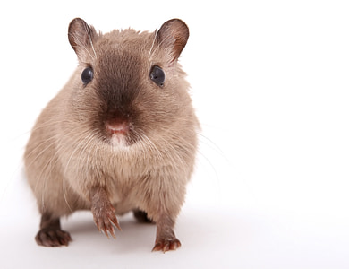 brown hamster thumbnail