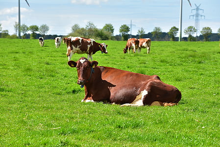 herd of brown cattle on green grass field thumbnail