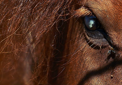 brown horse thumbnail