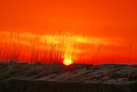 photo of plants during golden hour thumbnail