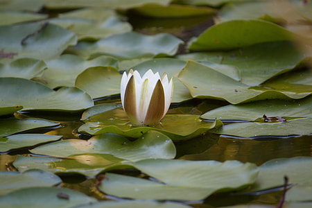 person taking photo of white lotus plant in tilt shift photography thumbnail