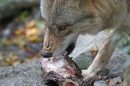 wolf eating animal meat thumbnail