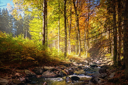 landscape photography of forest thumbnail