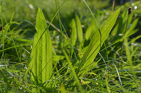 close-up photography green grass at daytime thumbnail