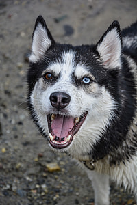 adult white and black Siberian husky thumbnail