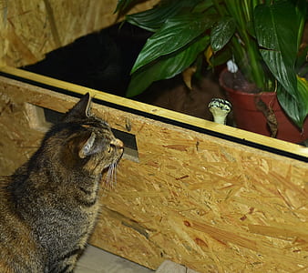 brown tabby cat near green leafed plant thumbnail