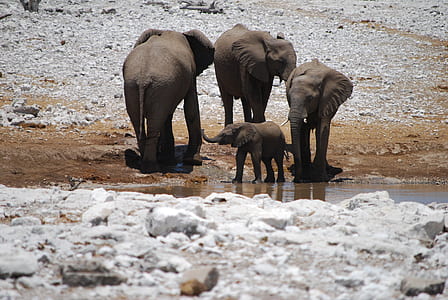 four gray elephants near river at daytime thumbnail