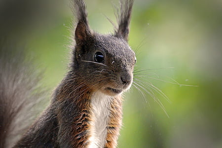 brown squirrel thumbnail