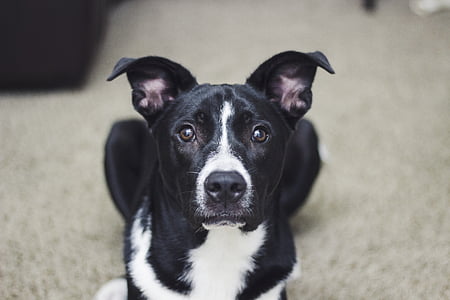 shallow focus photography of white and black American pit bull terrier lying on floor thumbnail