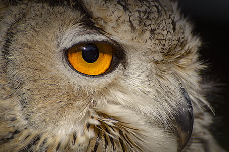 brown owl macro photo thumbnail